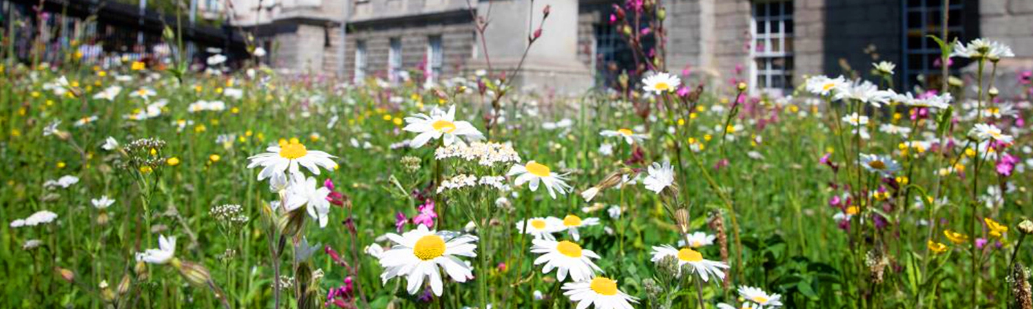 Wild flowers in bloom at Trinity College Dublin during Green Week 2026